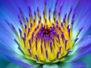 electricwaterlily.jpg