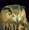 eeowl2.jpg